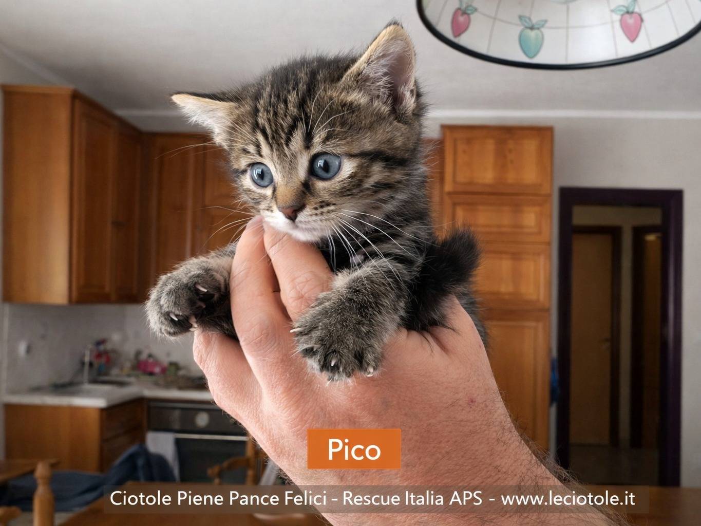 Adozione gatto, maschio, Razza sconosciuta Razza sconosciuta, 2 mesi, taglia non valida, Catania