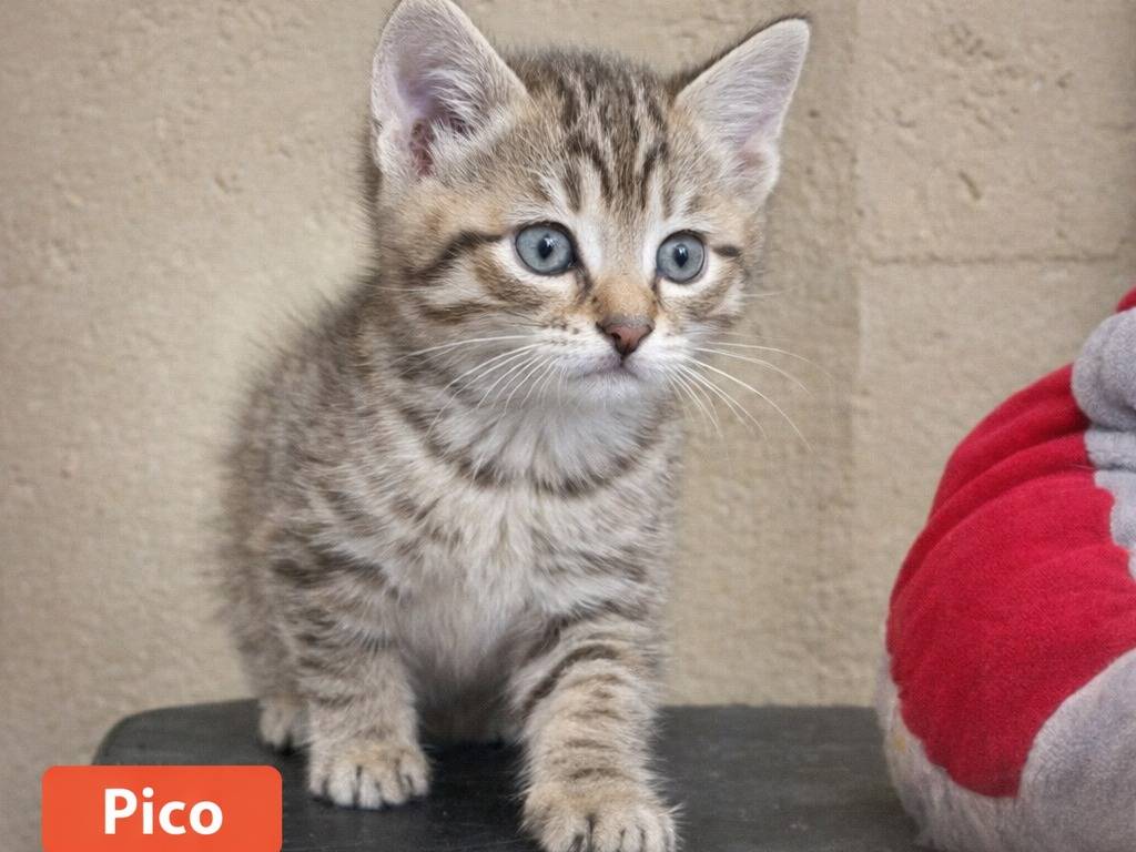 Adotta un gatto, maschio, 2 mesi, Catania