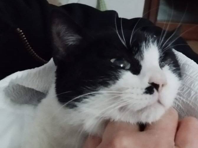 Adozione gatto, femmina, Razza sconosciuta Razza sconosciuta, 3 anni e 3 mesi, taglia non valida, Barletta