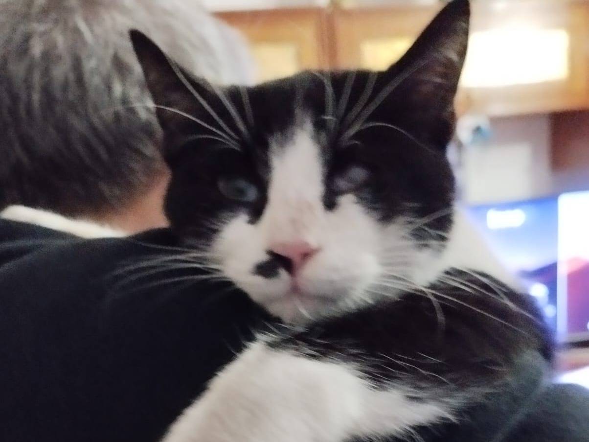 Adotta un gatto, taglia non valida, femmina, Barletta