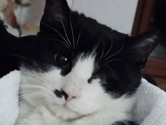 Vuoi adottare un gatto a Barletta?