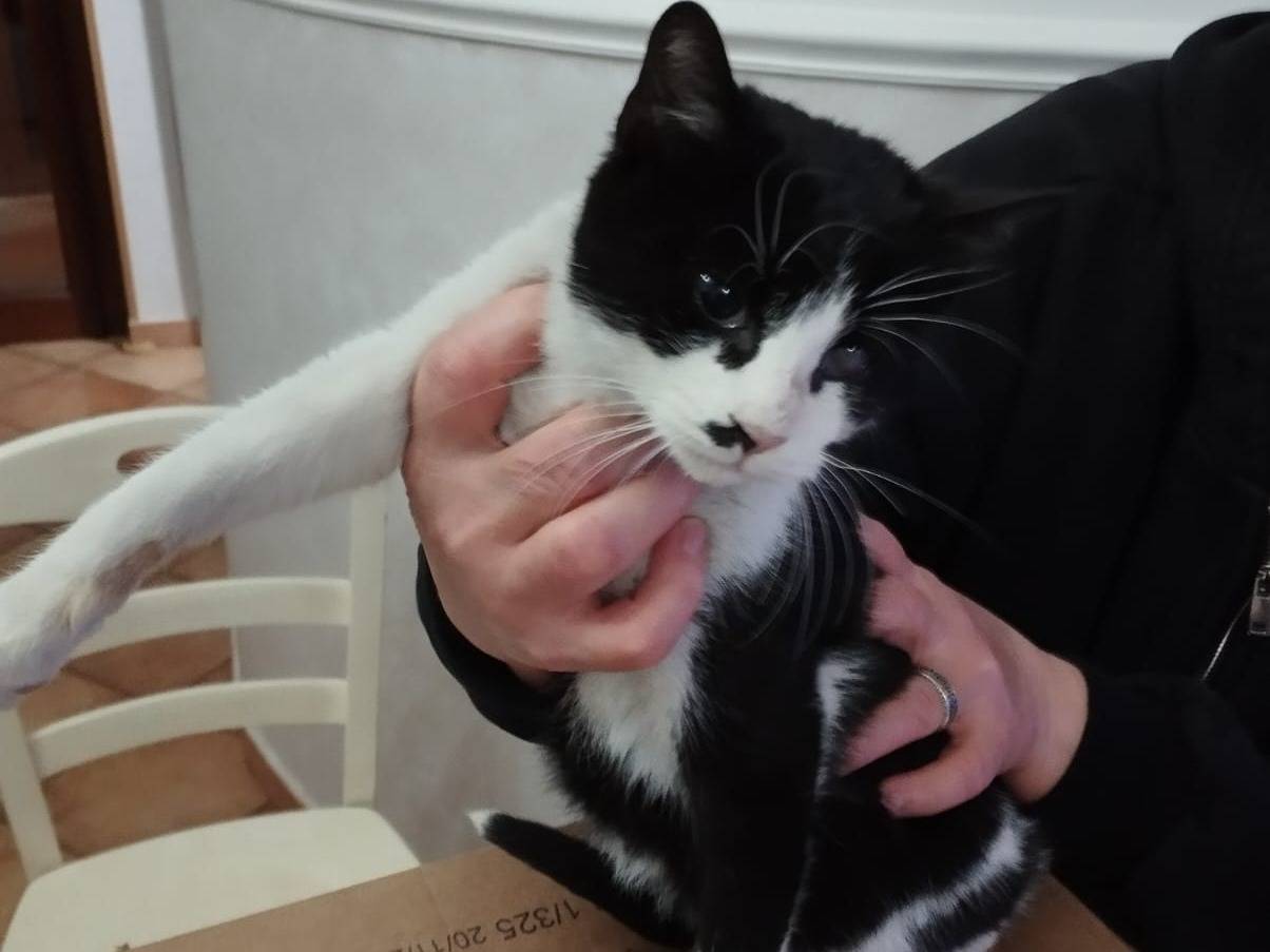 Adotta il gatto Fruttella a Barletta