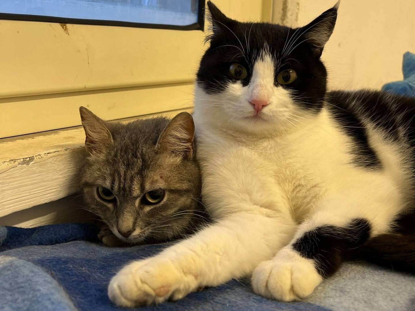 Adozione gatto, femmina, Razza sconosciuta Razza sconosciuta, 1 anno e 11 mesi, taglia non valida, Barletta