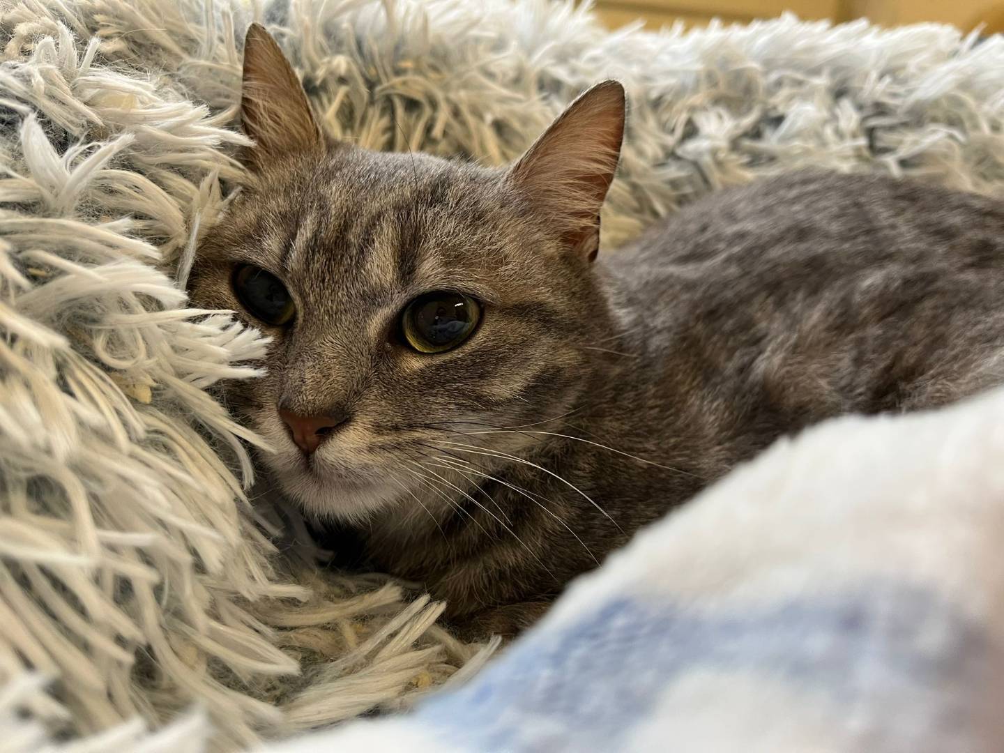 Vuoi adottare un gatto a Barletta?