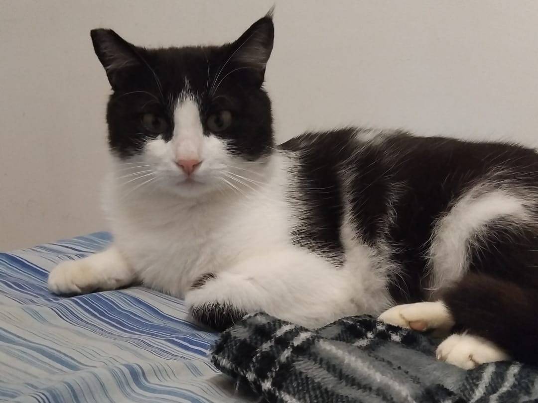 Adotta il gatto SissyMisty a Barletta