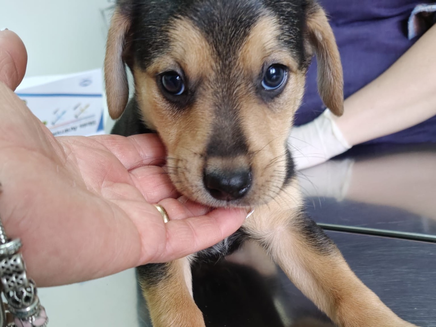 Adozione cane, maschio, Razza sconosciuta Razza sconosciuta, 2 mesi, taglia media, Crotone