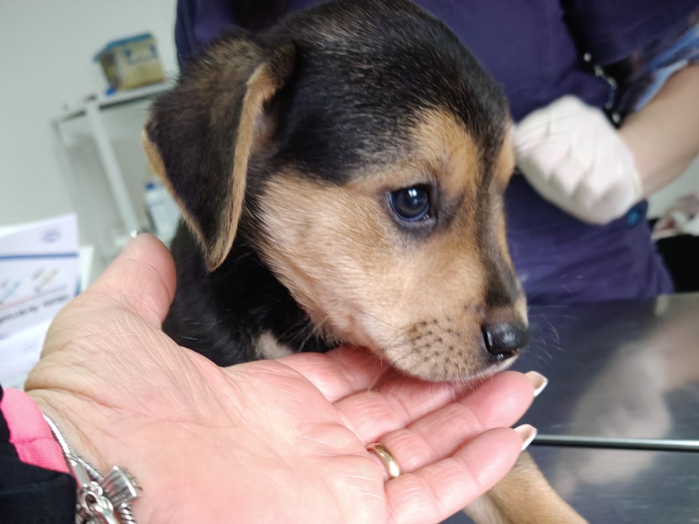 Adotta un cane, maschio, 2 mesi, Crotone