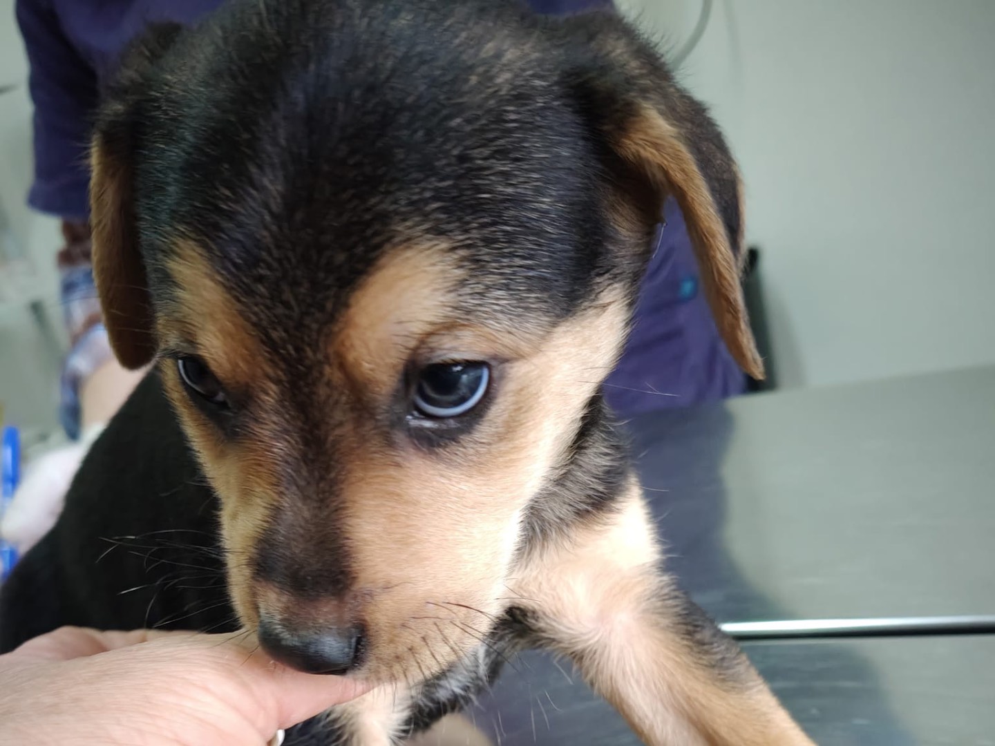 Adotta un cane, taglia media, maschio, Crotone