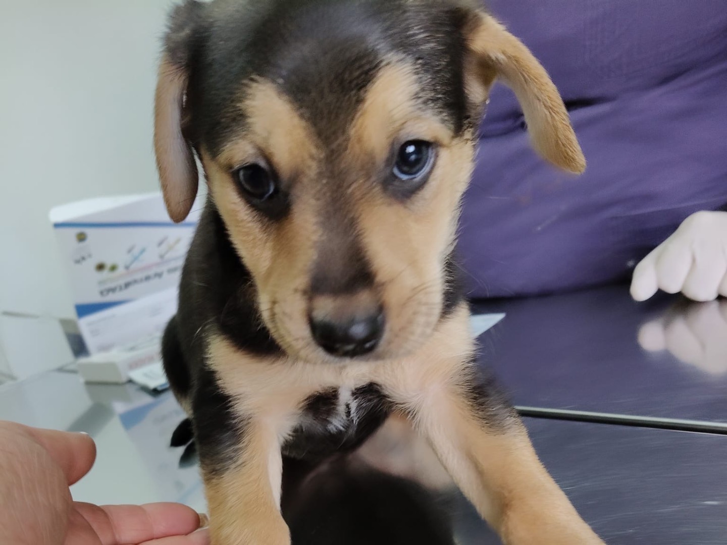 Vuoi adottare un cane a Crotone?