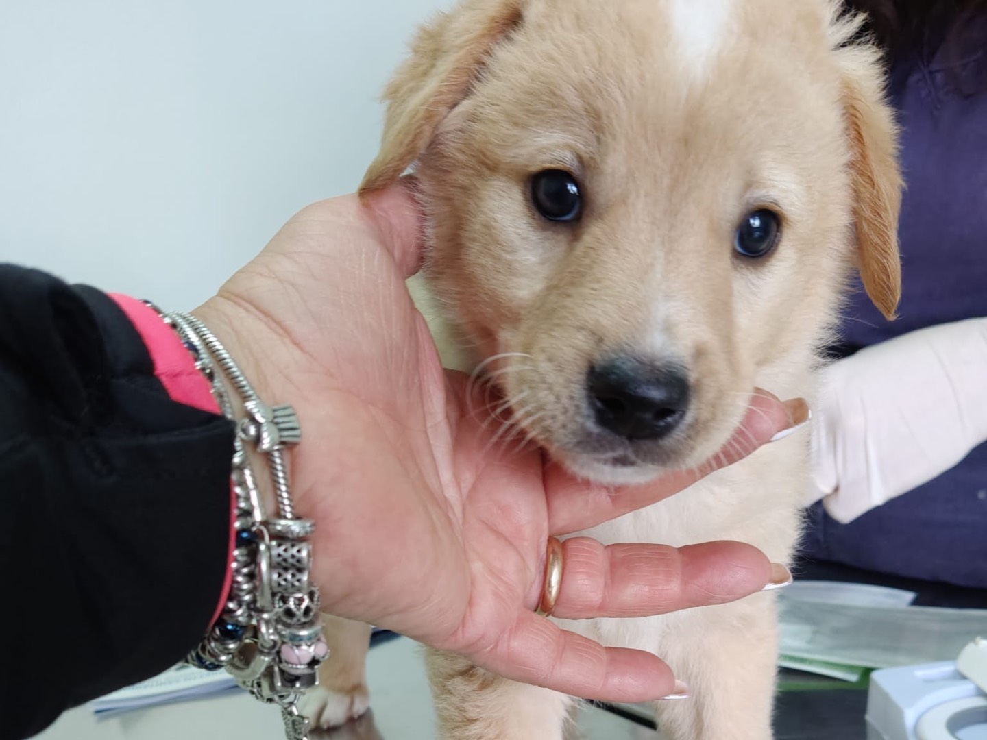 Adozione cane, maschio, Razza sconosciuta Razza sconosciuta, 2 mesi, taglia media, Crotone