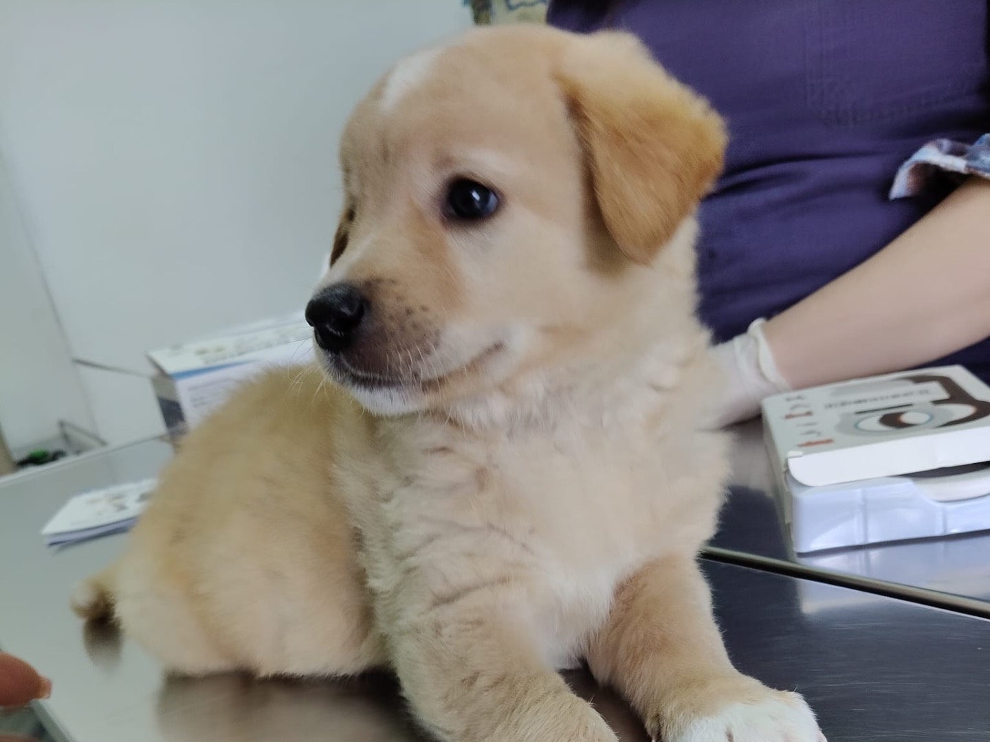 Adotta un cane, maschio, 2 mesi, Crotone