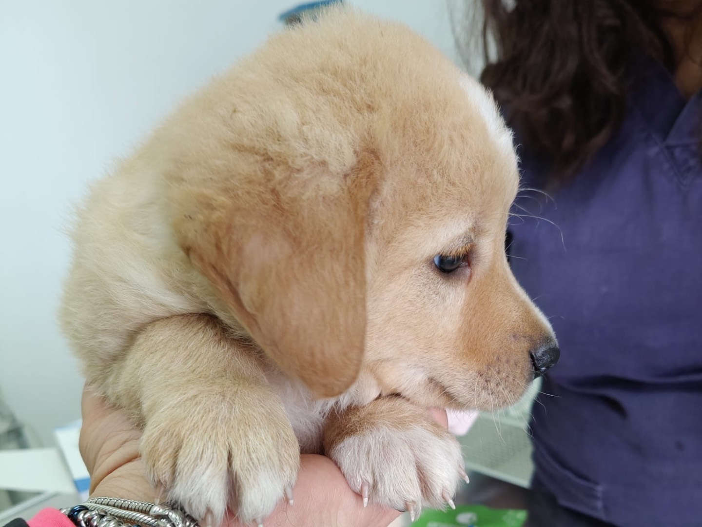 Adotta un cane, taglia media, maschio, Crotone