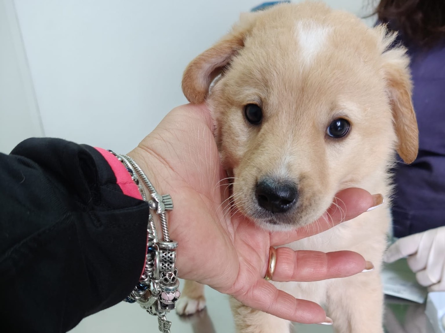 Vuoi adottare un cane a Crotone?