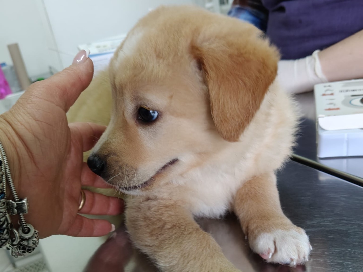 Adotta il cane ENNIO a Crotone