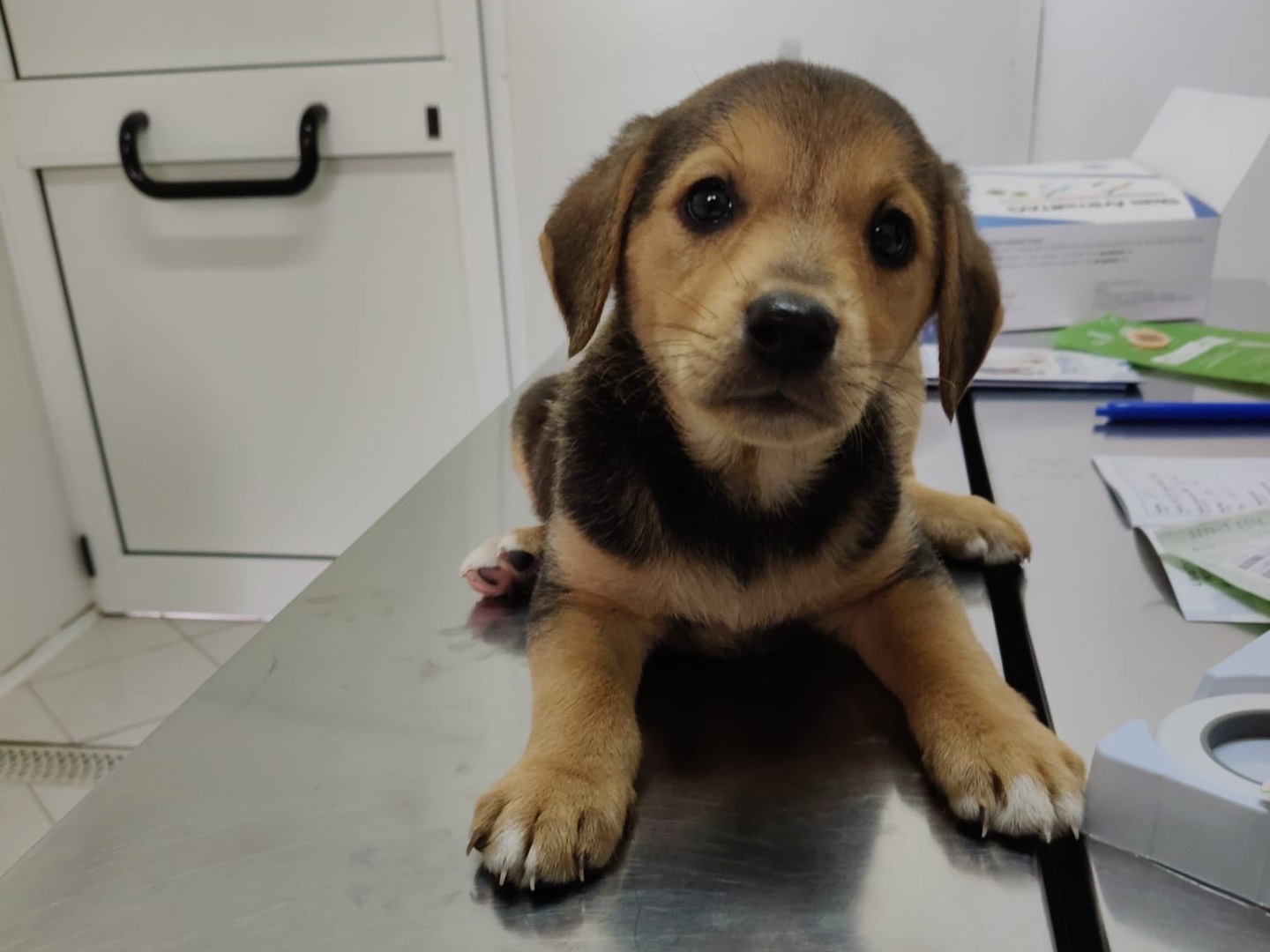 Adozione cane, femmina, Razza sconosciuta Razza sconosciuta, 2 mesi, taglia media, Crotone