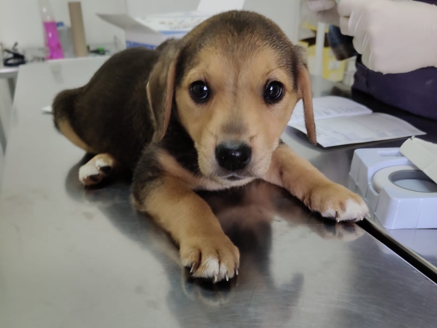 Adotta un cane, femmina, 2 mesi, Crotone