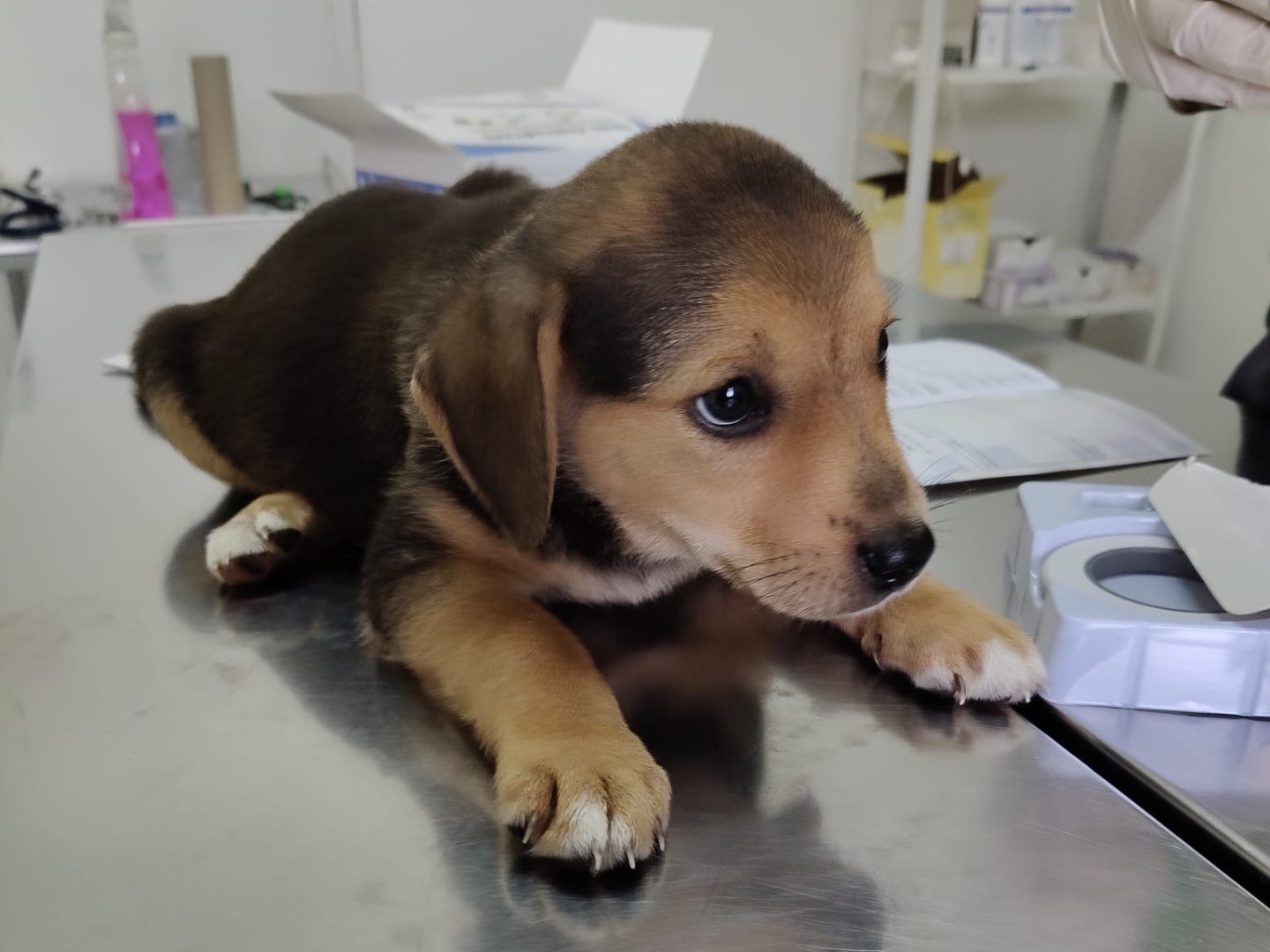 Adotta un cane, taglia media, femmina, Crotone