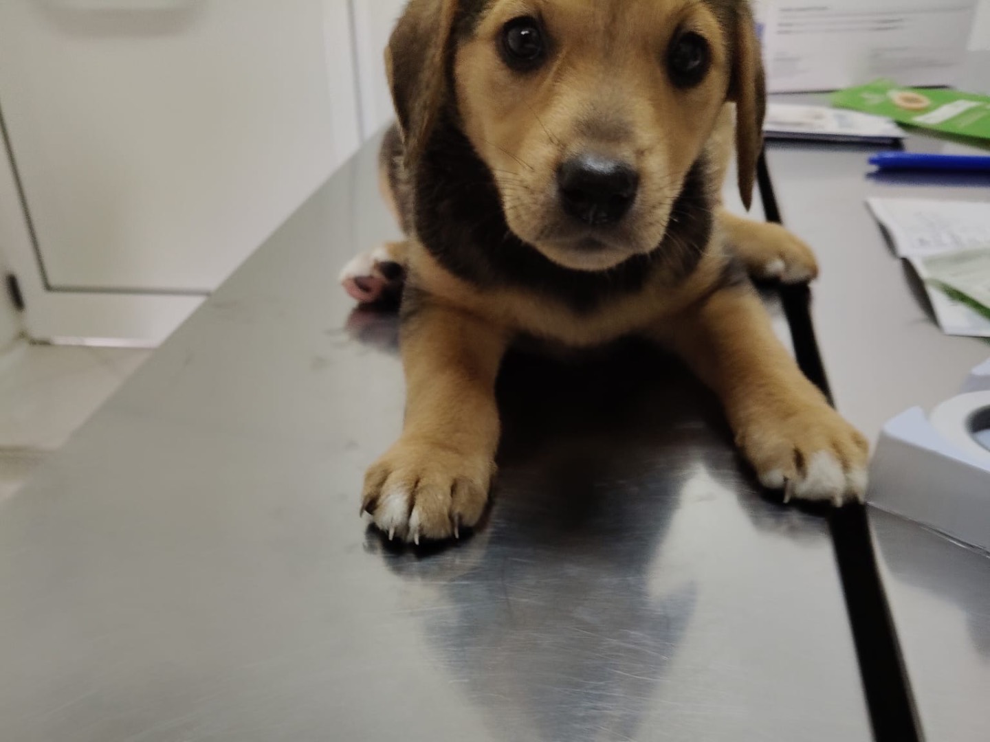 Vuoi adottare un cane a Crotone?