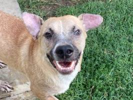 Adozione cane, maschio, Razza sconosciuta Razza sconosciuta, 5 anni e 8 mesi, taglia piccola, Bari