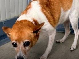 Adozione cane, femmina, Razza sconosciuta Razza sconosciuta, 3 anni e 10 mesi, taglia piccola, Reggio