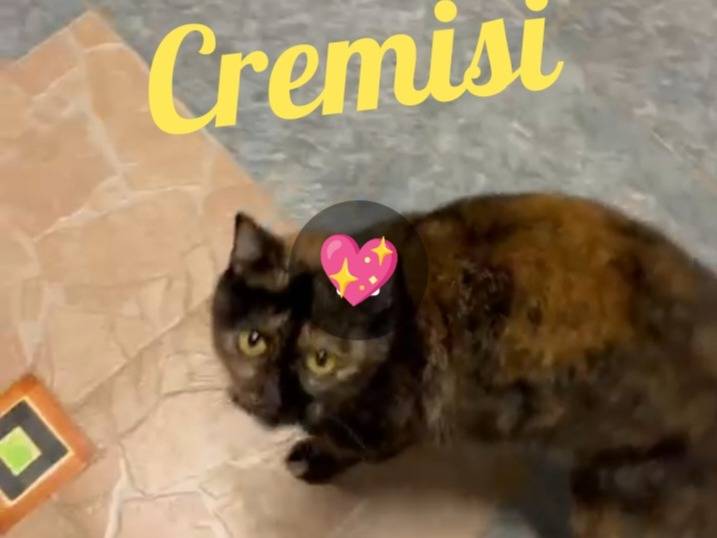 Adozione gatto, femmina, Razza sconosciuta Razza sconosciuta, 5 anni e 1 mese, taglia non valida, Milano