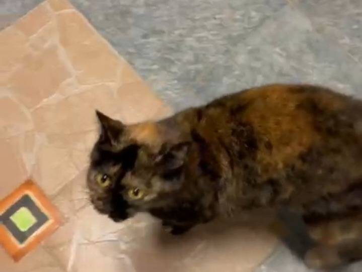 Adotta un gatto, femmina, 5 anni e 1 mese, Milano