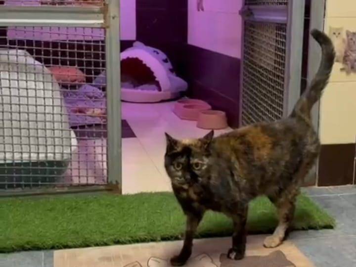 Adotta un gatto, taglia non valida, femmina, Milano