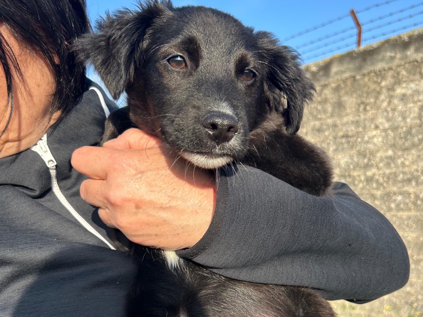 Adozione cane, maschio, Razza sconosciuta Razza sconosciuta, 3 mesi, taglia media, Foggia