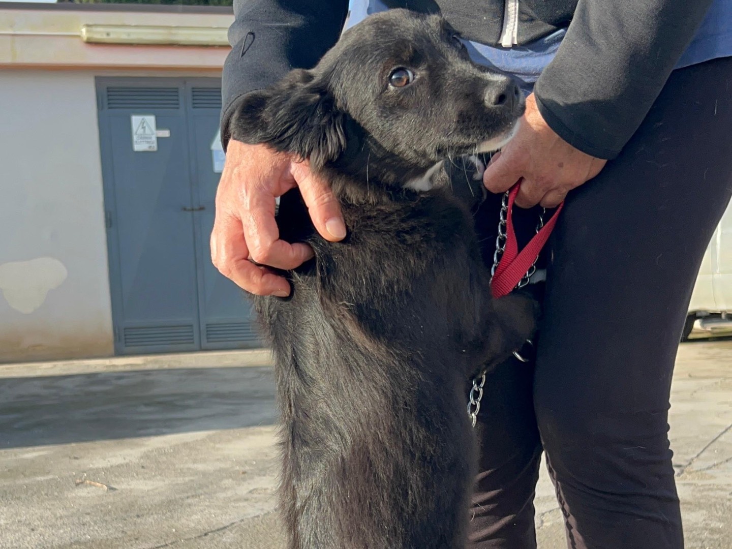 Adotta un cane, maschio, 3 mesi, Foggia