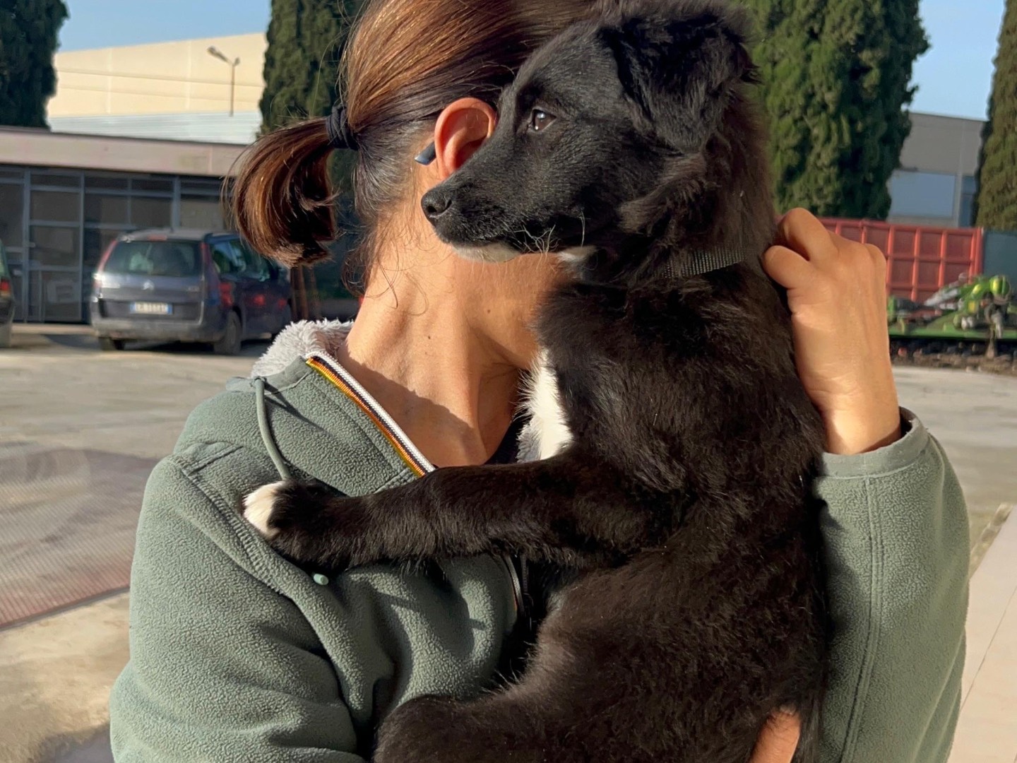 Adotta un cane, taglia media, maschio, Foggia