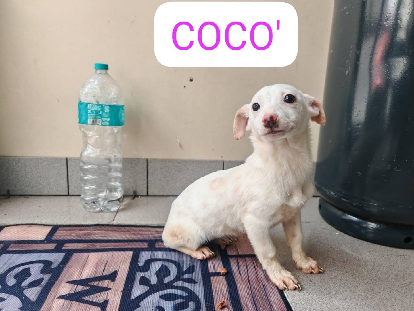 Adozione cane, femmina, Razza sconosciuta Razza sconosciuta, 4 mesi, taglia piccola, Napoli