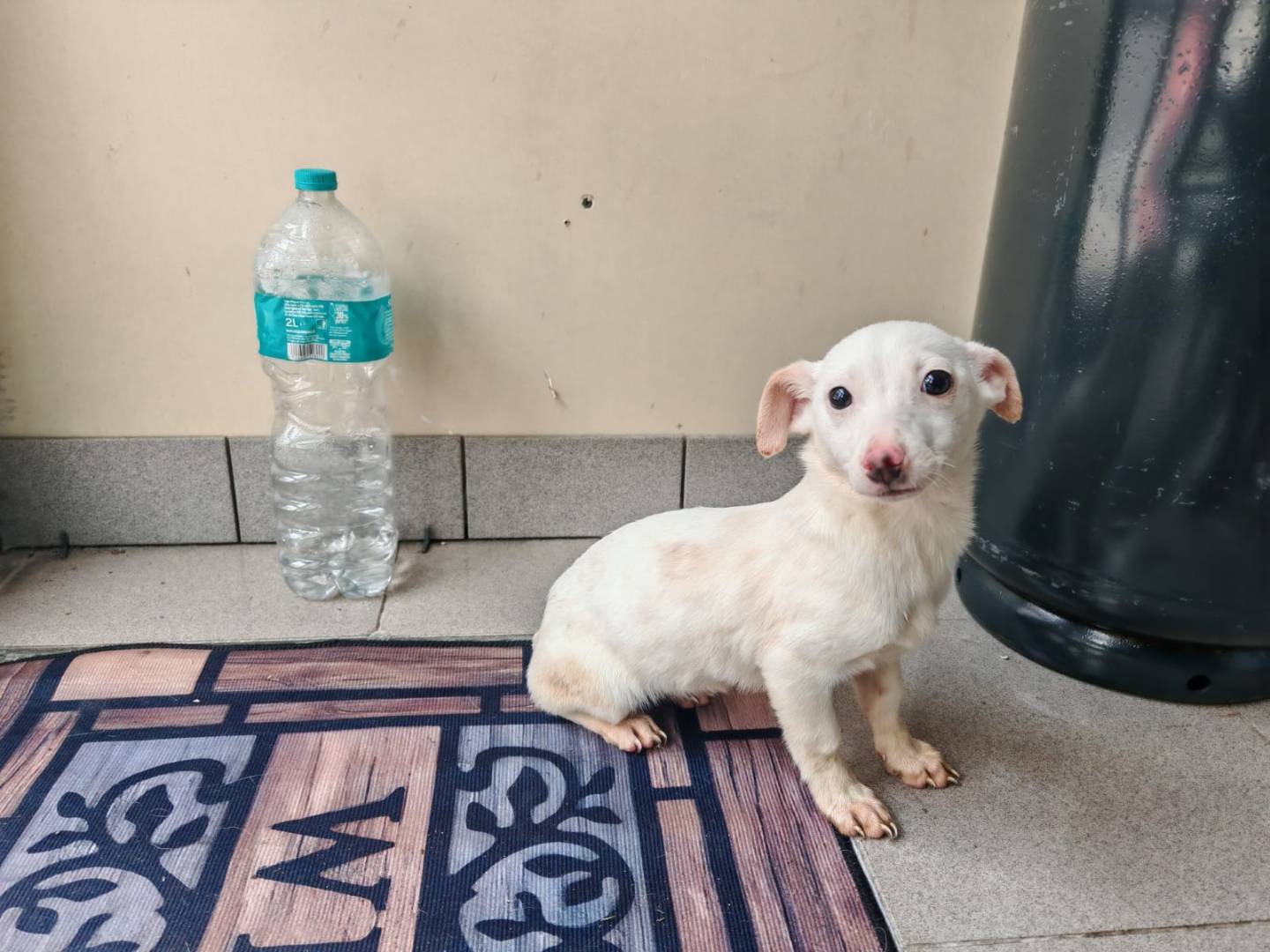 Adotta un cane, femmina, 4 mesi, Napoli