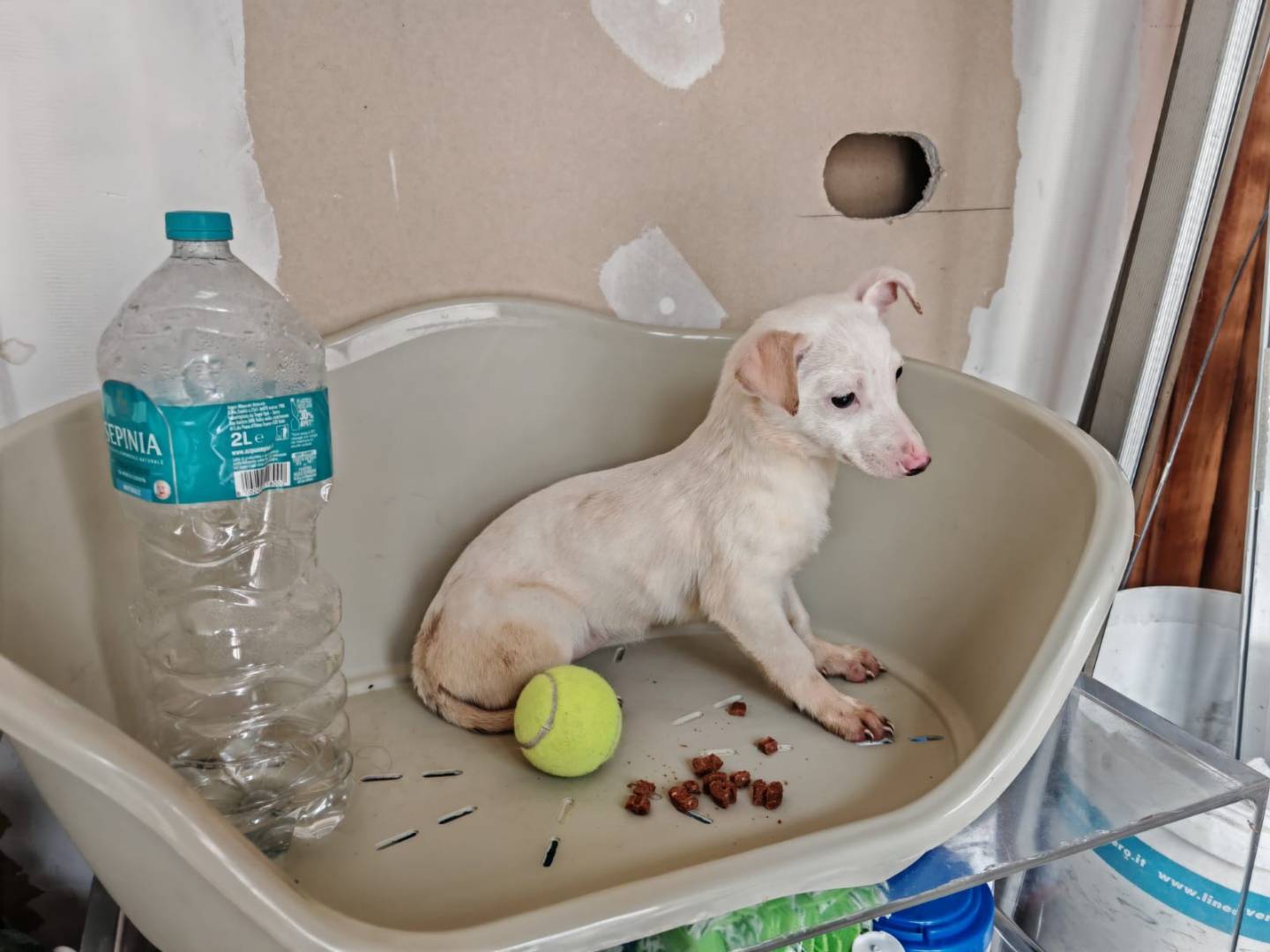 Adotta un cane, taglia piccola, femmina, Napoli