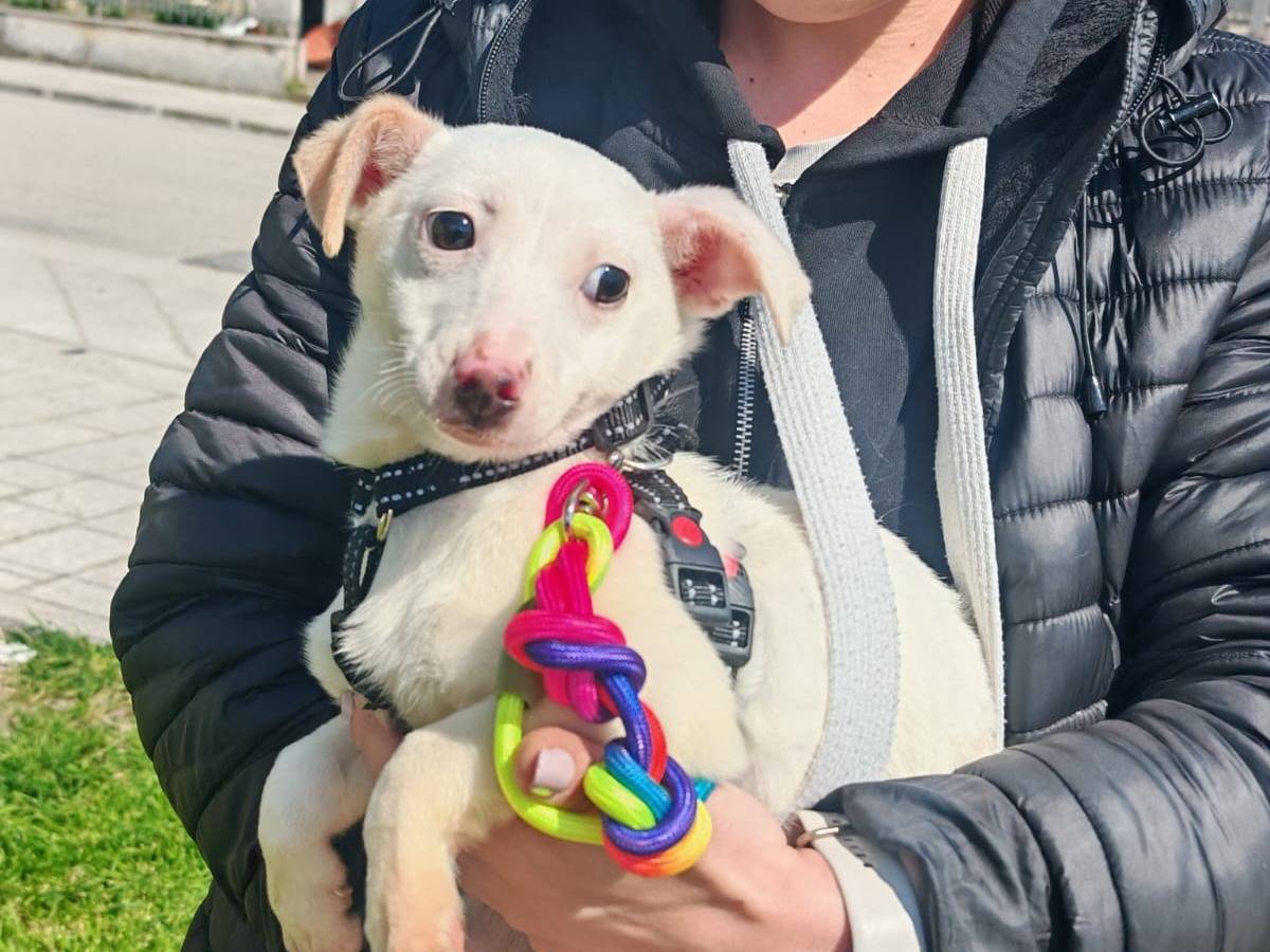 Vuoi adottare un cane a Napoli?