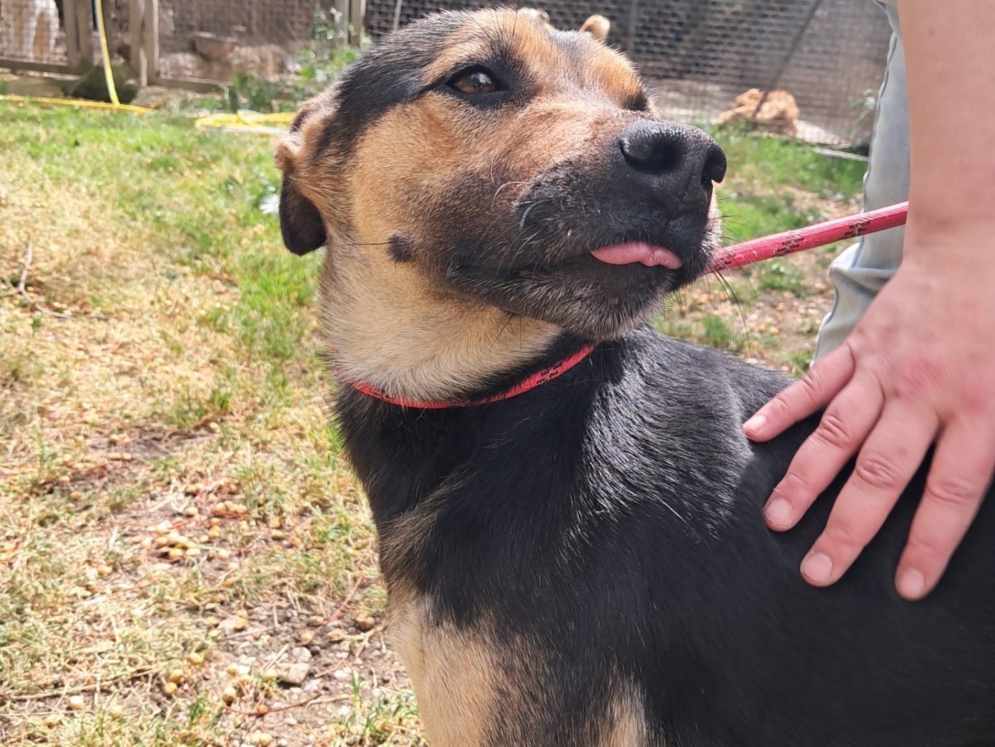 Adozione cane, maschio, Razza sconosciuta Razza sconosciuta, 7 anni e 3 mesi, taglia piccola, Latina