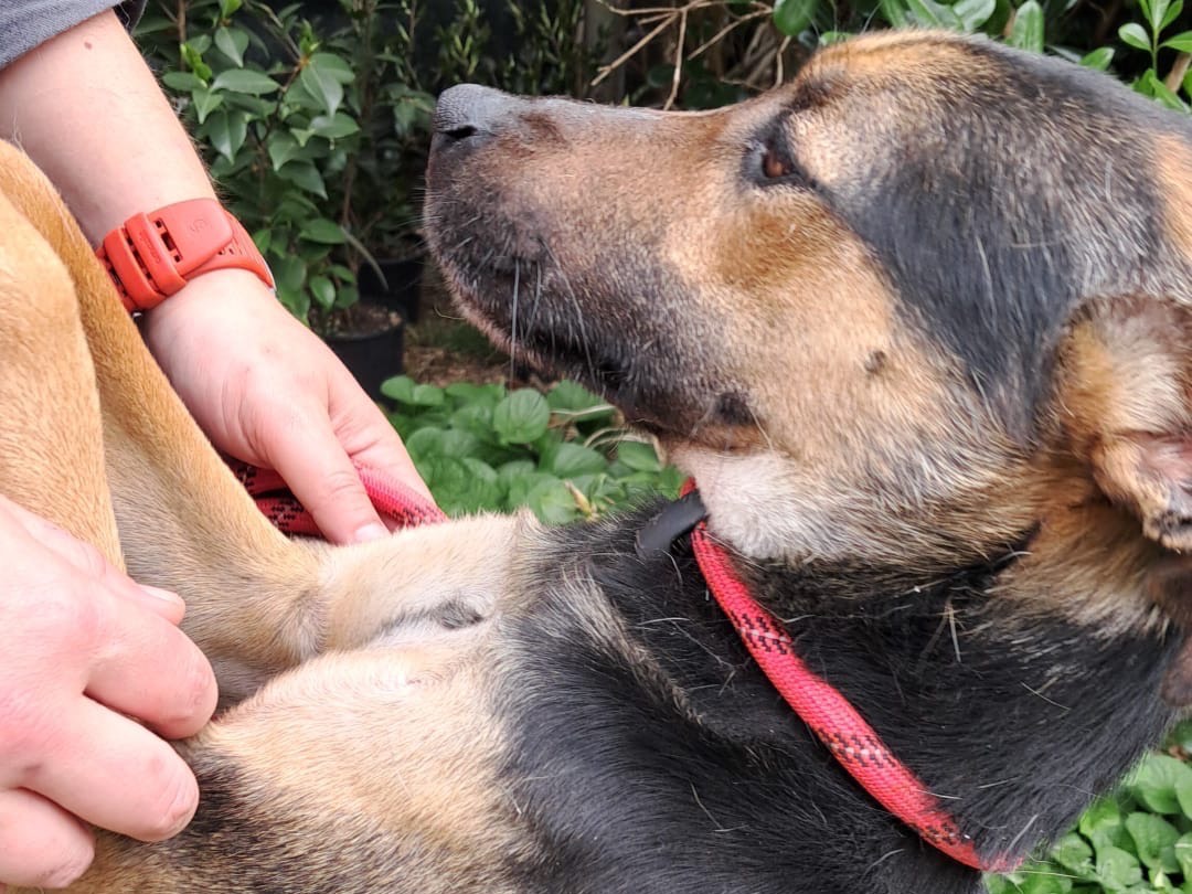 Adotta un cane, taglia piccola, maschio, Latina