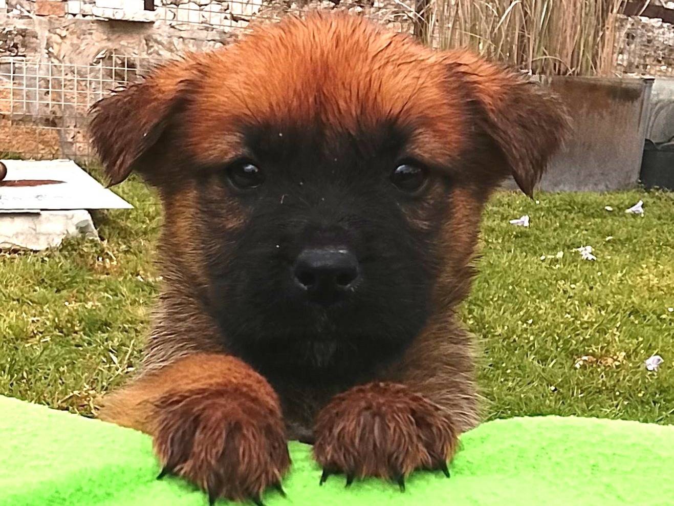 Adozione cane, maschio, Razza sconosciuta Razza sconosciuta, 2 mesi, taglia media, Siracusa