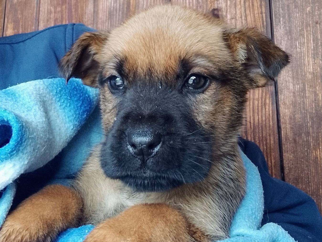 Adozione cane, femmina, Razza sconosciuta Razza sconosciuta, 2 mesi, taglia media, Siracusa