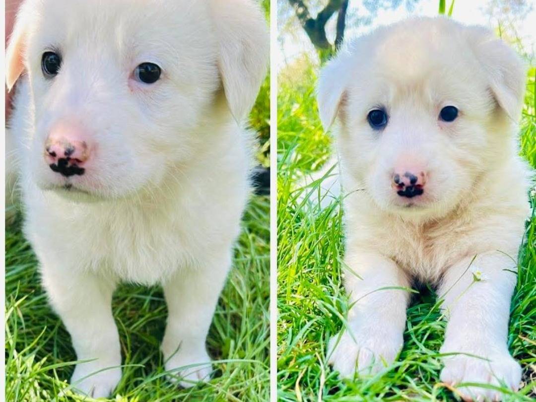 Adozione cane, maschio, Pastore maremmano Razza sconosciuta, 1 mesi, taglia media, Frosinone