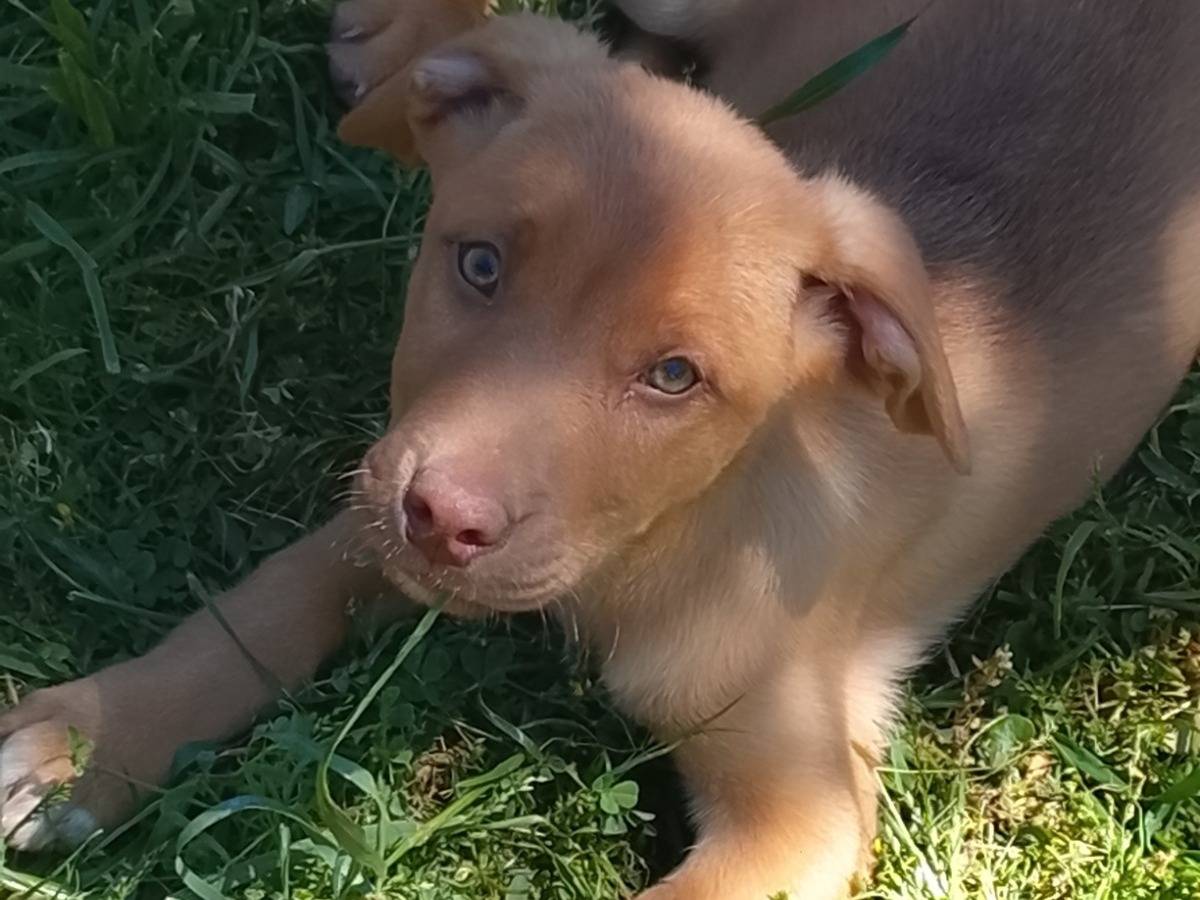 Adozione cane, maschio, Pitbull Razza sconosciuta, 2 mesi, taglia media, Siracusa