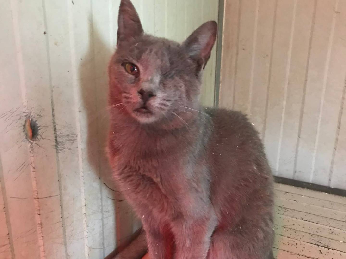 Vuoi adottare un gatto a Latina?