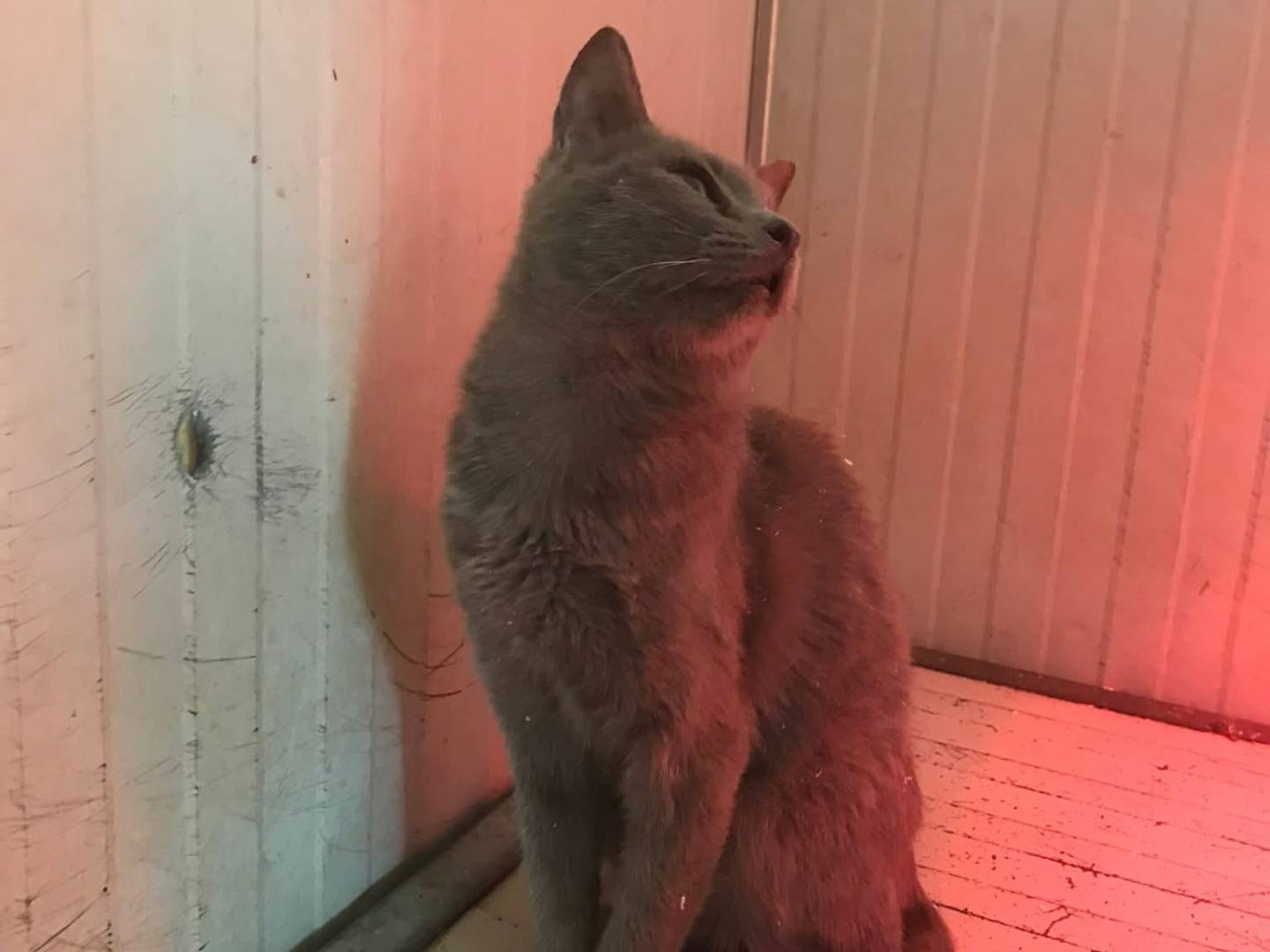 Adotta il gatto Fonzie a Latina