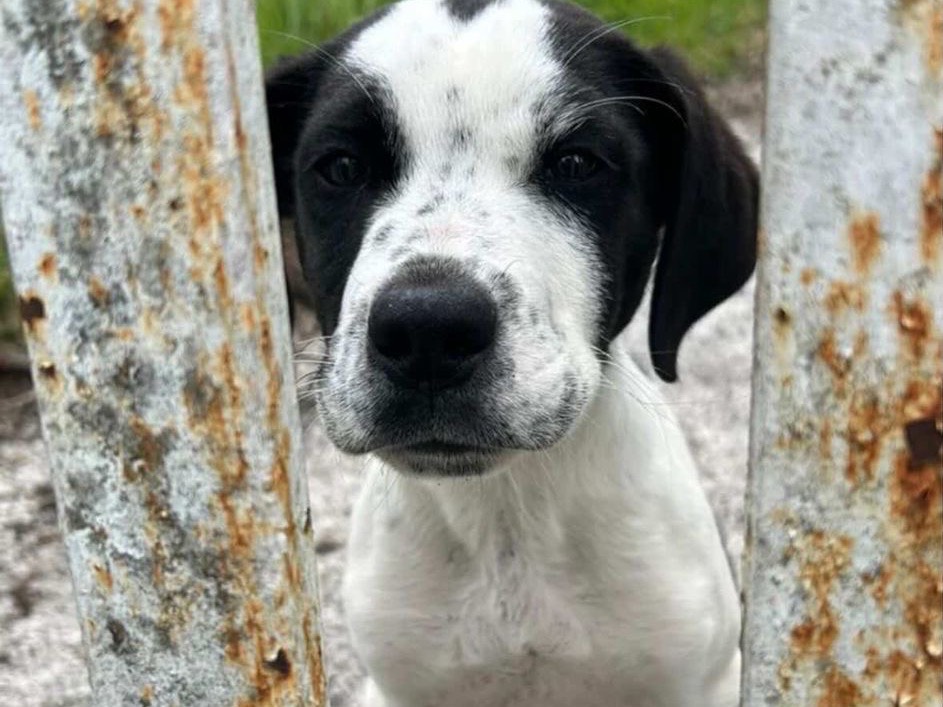 Adozione cane, maschio, Razza sconosciuta Razza sconosciuta, 3 mesi, taglia media, Frosinone