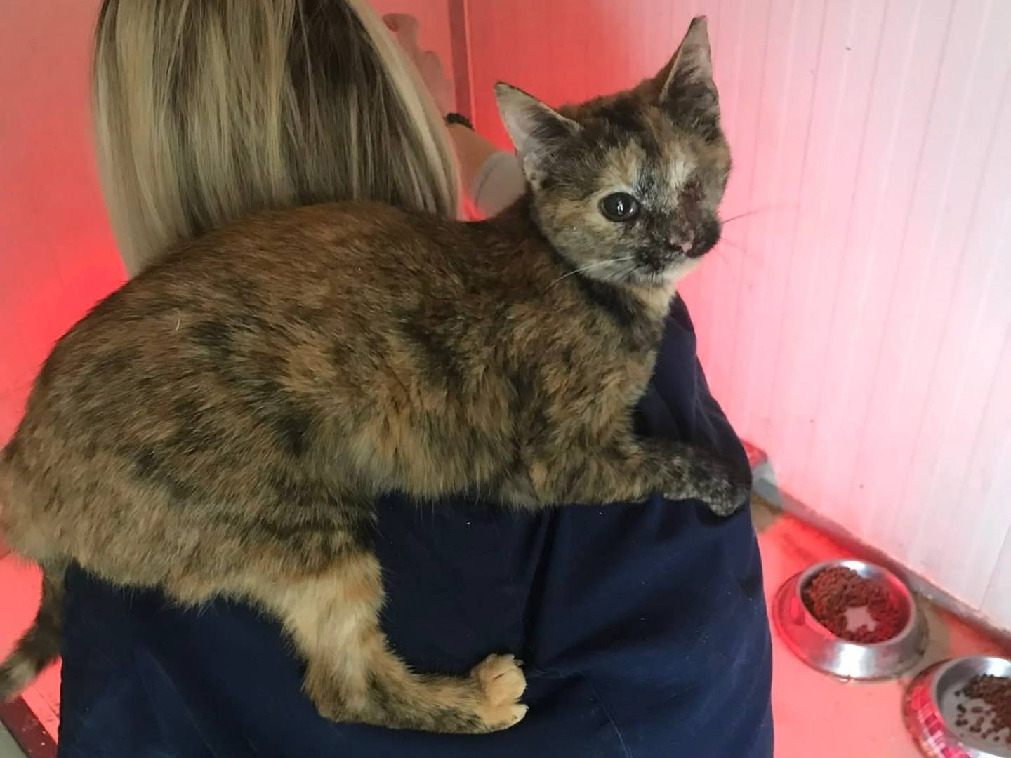 Adozione gatto, femmina, Razza sconosciuta Razza sconosciuta, 5 mesi, taglia non valida, Latina