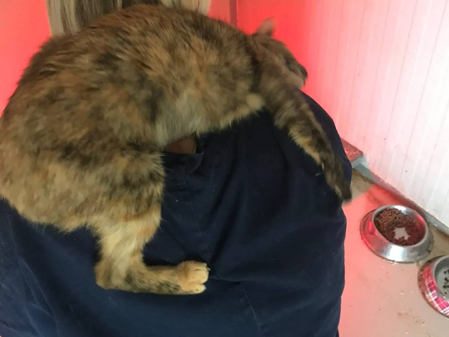 Adotta un gatto, femmina, 5 mesi, Latina