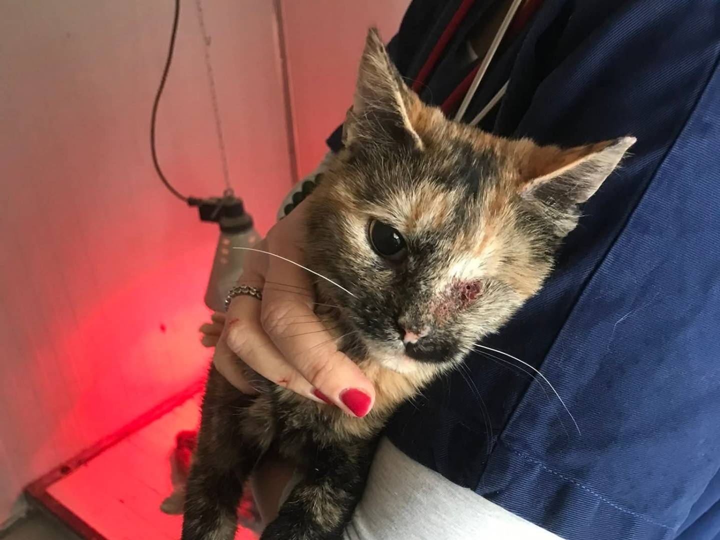 Adotta un gatto, taglia non valida, femmina, Latina