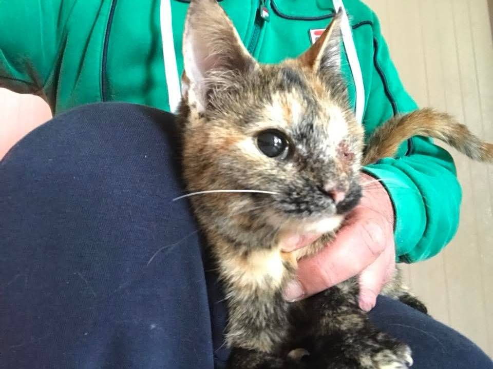 Vuoi adottare un gatto a Latina?