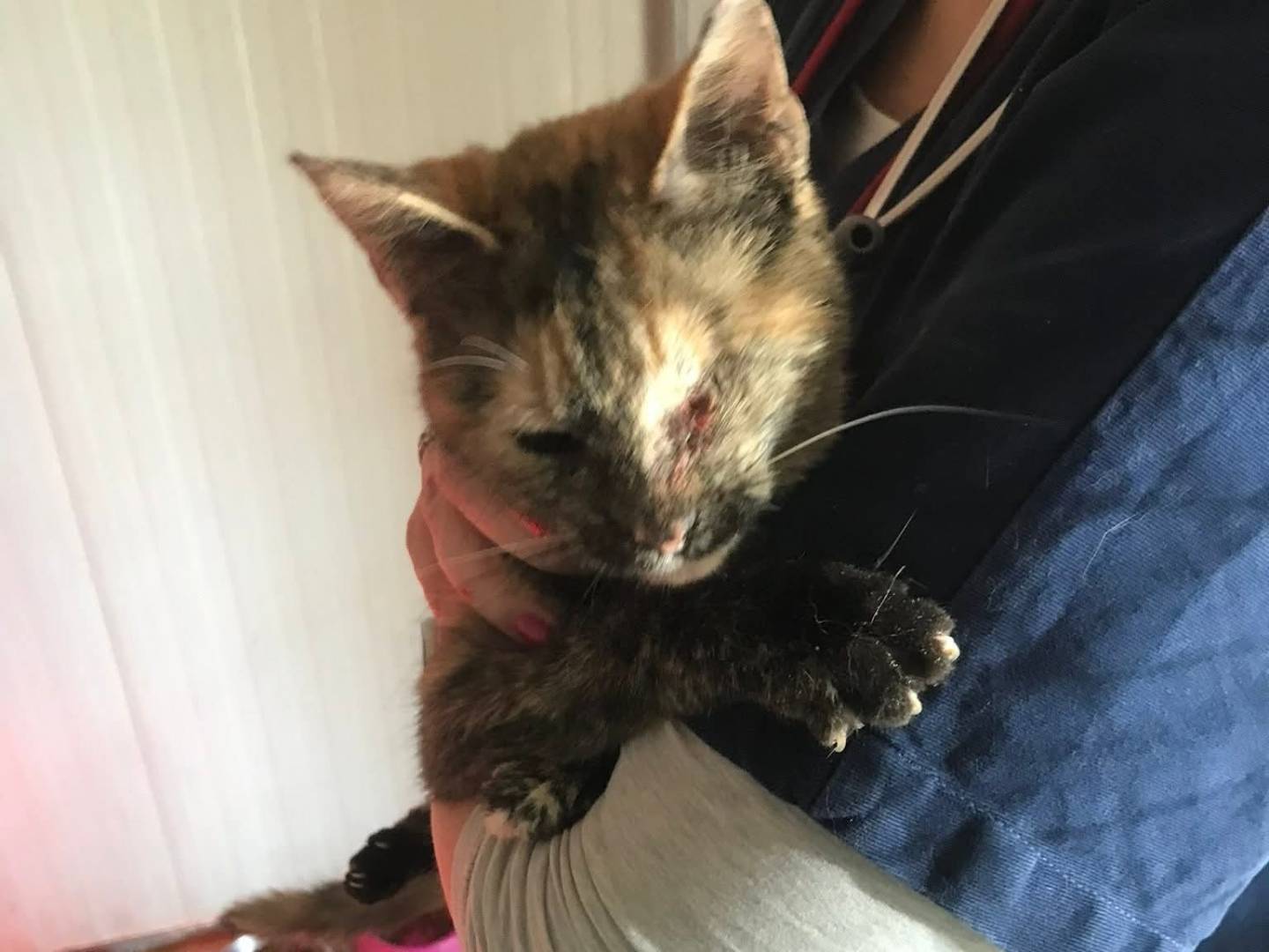 Adotta il gatto Circe a Latina