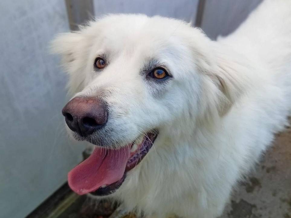 Adozione cane, maschio, Pastore maremmano Razza sconosciuta, 2 anni e 3 mesi, taglia grande, Bergamo