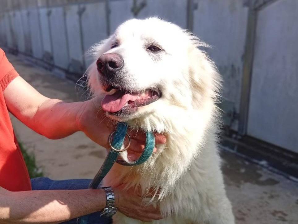 Adotta un cane, maschio, 2 anni e 3 mesi, Bergamo